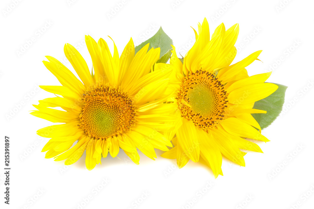 Big beautiful yellow sunflower with a leaf on a white isolated background Big beautiful yellow sunflower with a leaf on a white isolated background