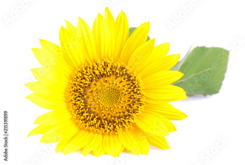 Big beautiful yellow sunflower with a leaf on a white isolated background