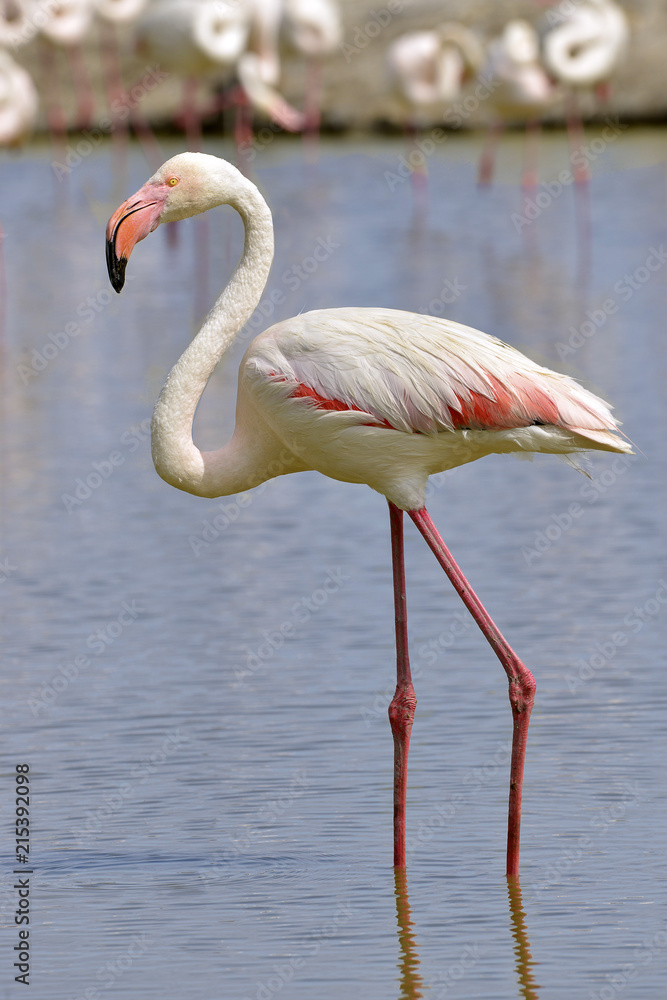 Flamingo (Phoenicopterus ruber) in water seen from profile, in the Camargue is a natural region located south of Arles, France, between the Mediterranean Sea and the two arms of the Rhône delta