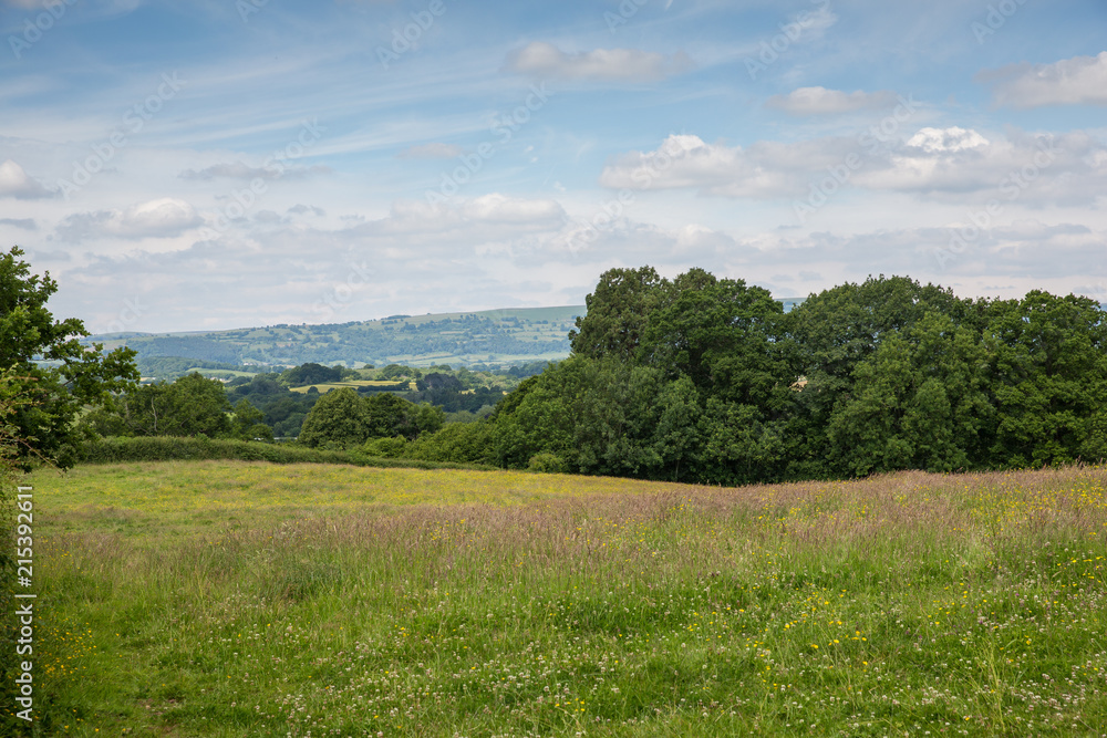 View of an English meadow with wild yellow daisies on a bright summer day View of an English meadow with wild yellow daisies on a bright summer day