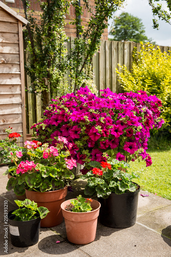 Petunias, pansies and geraniums in a series of pots on a patio in front of a garden shed and grass lawn © Michael Evans