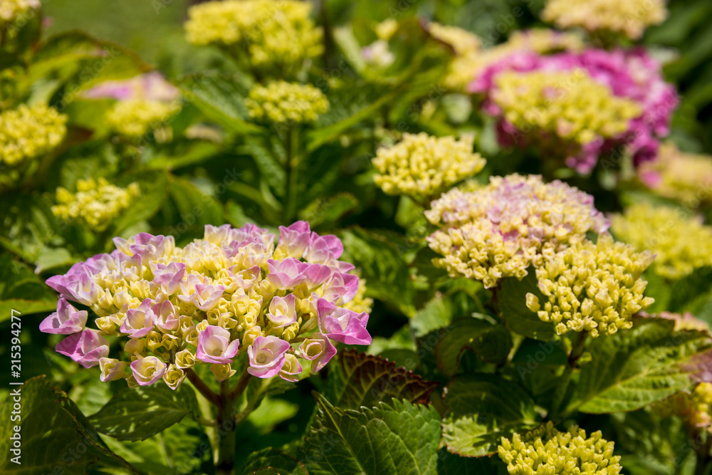 Purple and white Hydrangea plants in a garden in south Wales, UK Purple and white Hydrangea plants in a garden in south Wales, UK