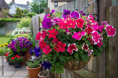 Hanging basket filled with petunia flowers in a garden in south Wales  UK