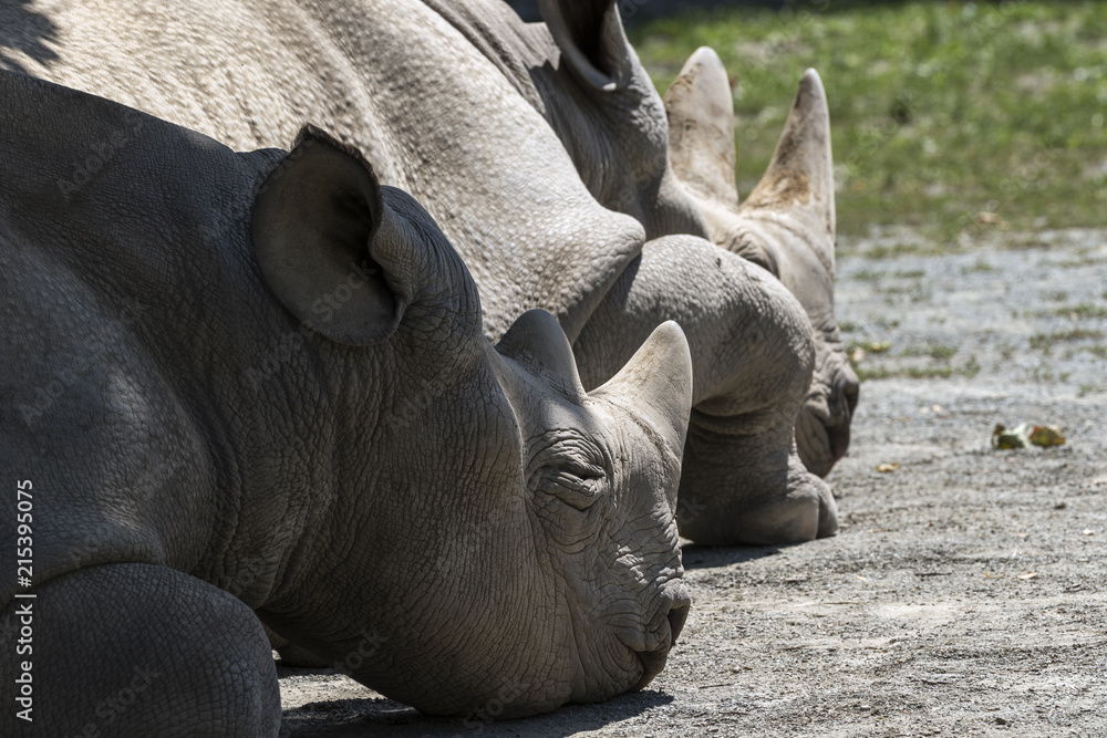 Naklejka premium beautiful wild animals in safari