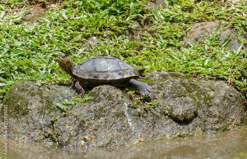 Tartaruga na beira do lago