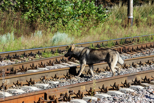 outbred dog runs across the rails of a railway in an unequipped place. photo