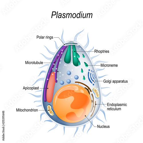 Diagram of Plasmodium merozoites  structure. photo