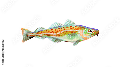Watercolor painting codfish. Cod atlantic, vector illustration with details and optimized specks to be used in packaging design, decoration, educational graphics, etc