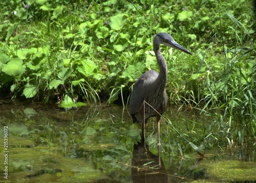 Great Blue Heron