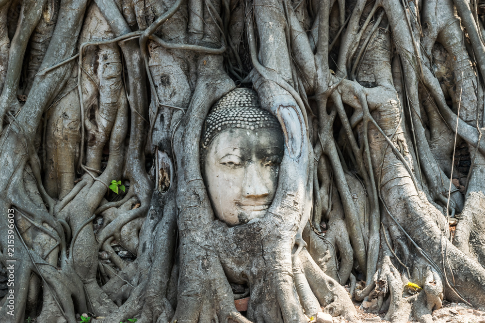 View of Buddha head embedded in a Banyan tree at Wat Mahathat Maha That, Ayutthaya, Thailand. 