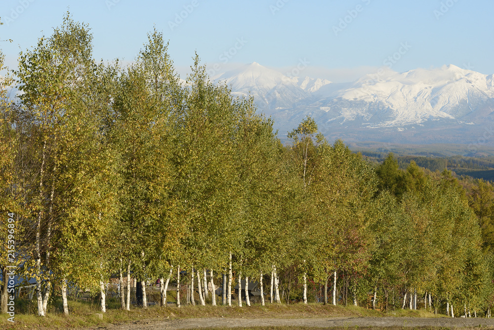 秋の白樺林