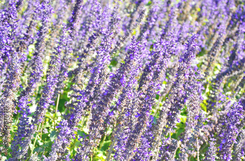 Lavender garden with Purple filter and lens flare.