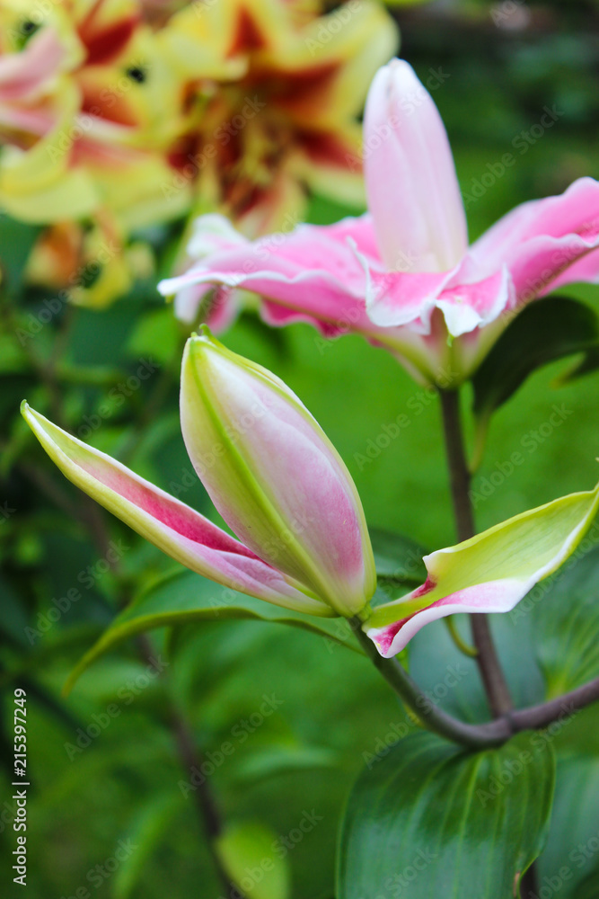 Lily flowers in the garden Lily flowers in the garden