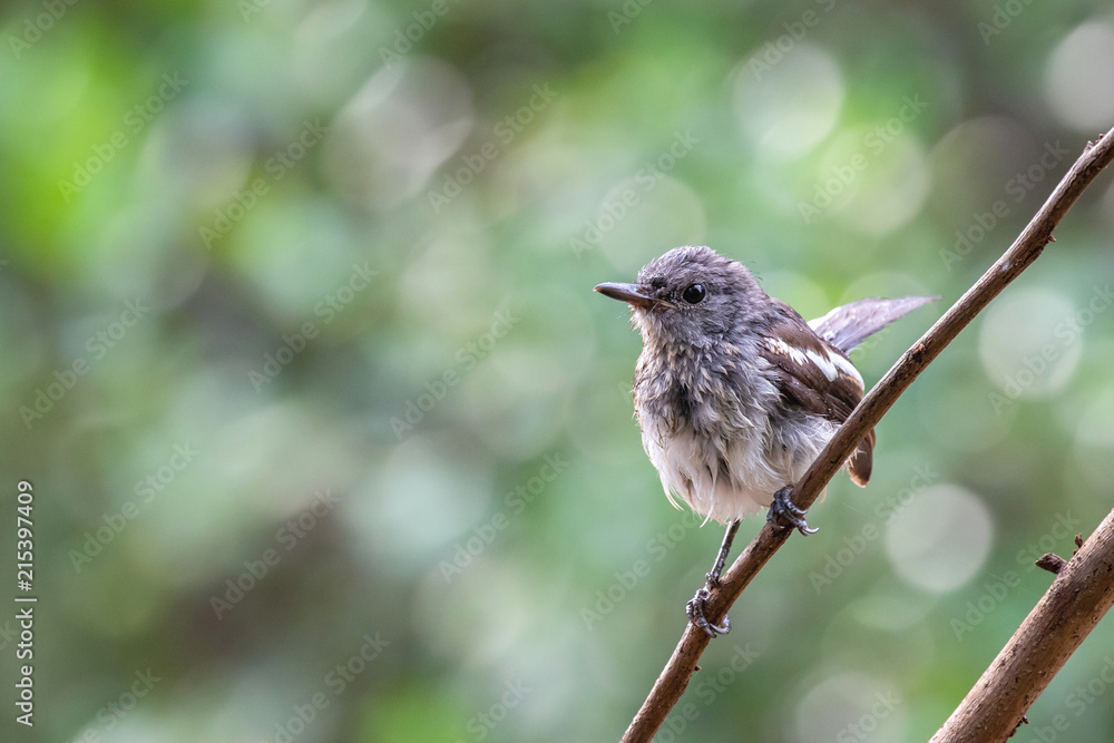 A juvenile oriental magpie robin is a common bird native to Thailand. When grow up, it has striking black and white plumage with glossy black upper parts, head and breast. A juvenile oriental magpie robin is a common bird native to Thailand. When grow up, it has striking black and white plumage with glossy black upper parts, head and breast.