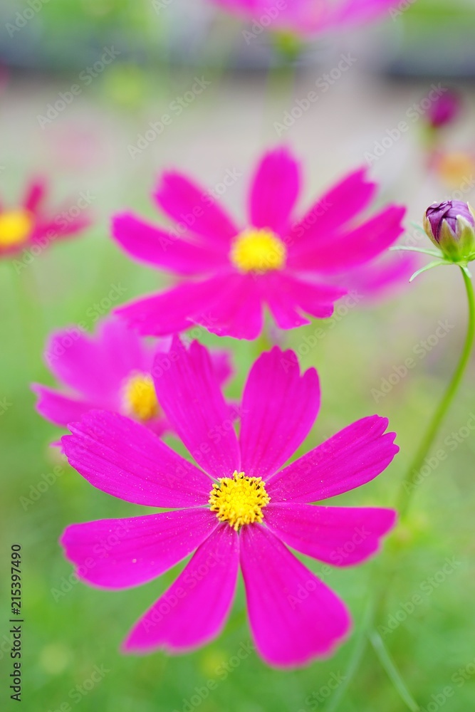 コスモスの花 コスモスの花
