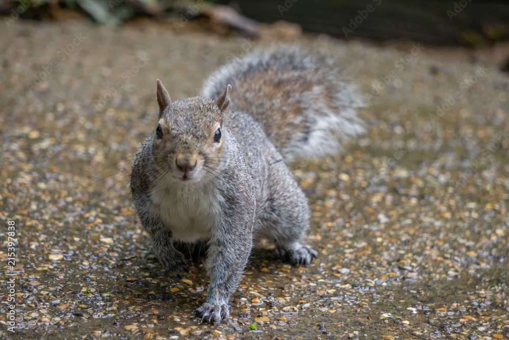 Grey squirrel facing the camera Grey squirrel facing the camera