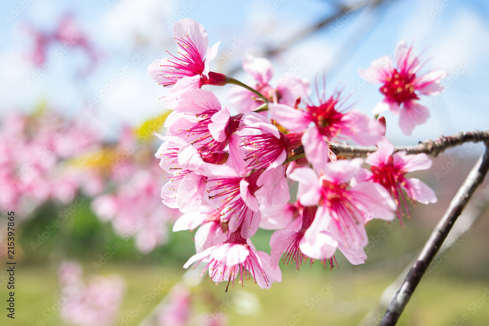 Obraz premium The beautiful tree of Wild Himalayan Cherry, Prunus cerasoides at Phu Lom Lo, Loei province, Thailand