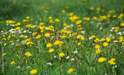 Field full of blooming dandelions in spring time © Zeljko