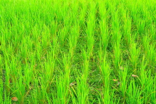 Rice green field at agricultural area at central Java, Indonesia