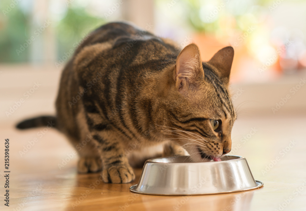 Fototapeta premium Piękny kot koci jedzenie na metalowej misce. Słodkie zwierzę domowe.