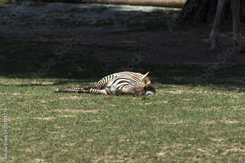 beautiful wild animals in safari