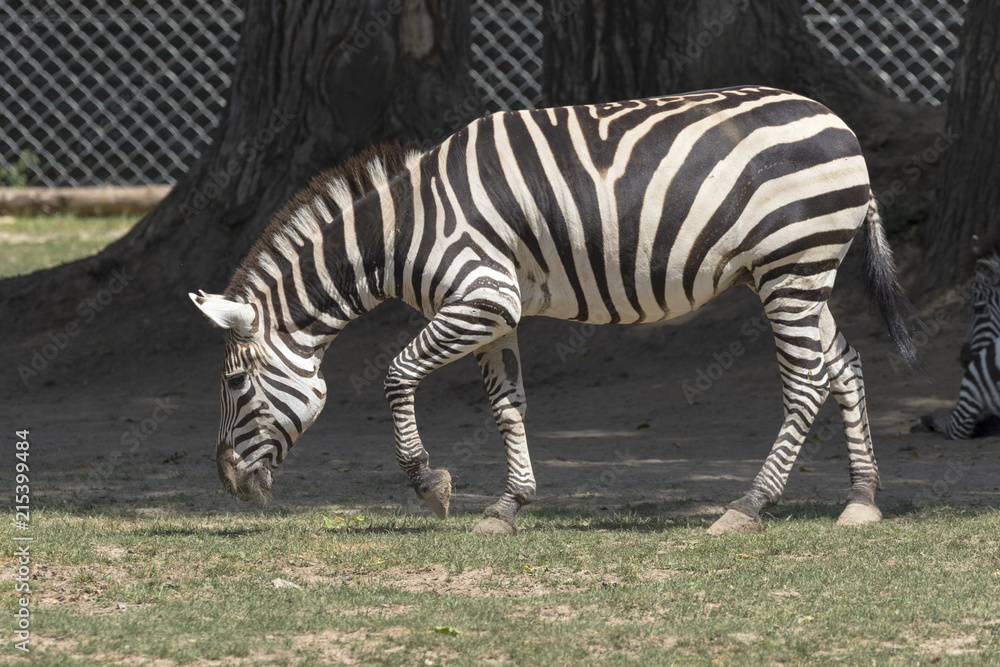 beautiful wild animals in safari beautiful wild animals in safari