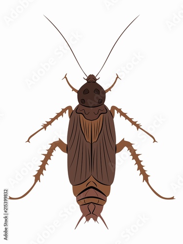 illustration of cockroach , vector draw