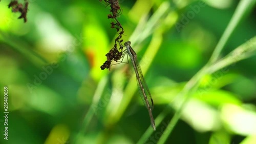 Close-up of the dragonfly Sympecma paedisca sitting in the grass on a brown inflorescence in the grass in the breeze in the summer in the foothills of the Caucasus photo