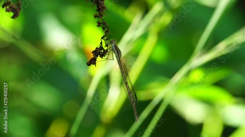 Macro of a brown dragonfly Sympecma paedisca sitting in the grass on a brown inflorescence on a breeze in the summer grass in the foothills of the Caucasus photo