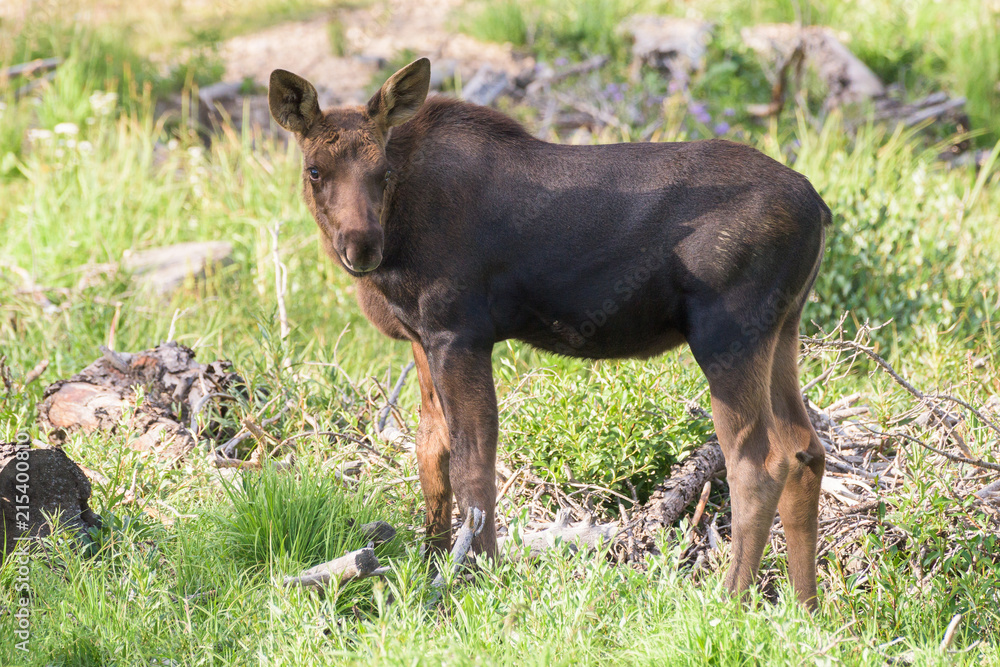 Wild Moose in the Rocky Mountains of Colorado - Moose Calf Wild Moose in the Rocky Mountains of Colorado - Moose Calf