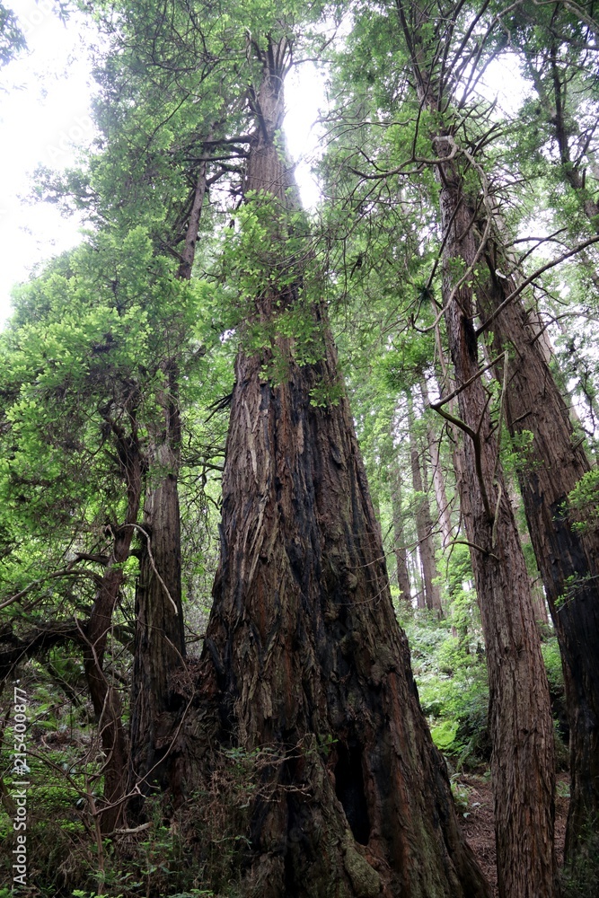 Muir Woods NP - California – USA Muir Woods NP - California – USA