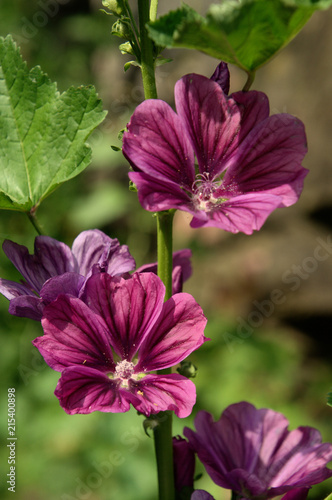 Malva officinalis; wildflower in Swiss cottage garden