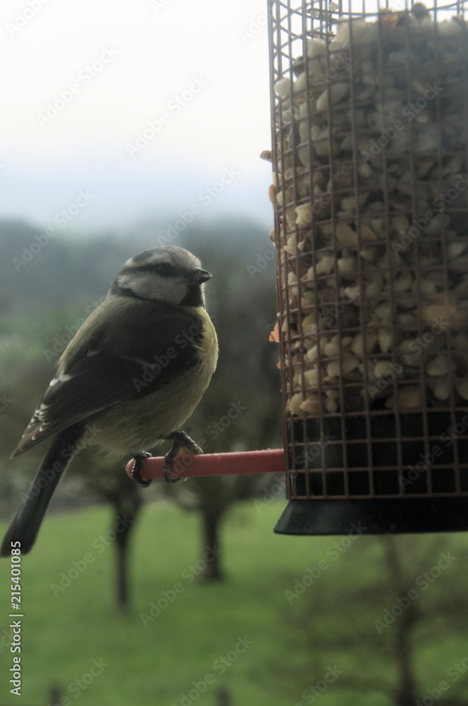 Naklejka premium Parus caeruleus; blue tit at feeder containing peanuts