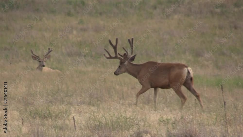 Mule Deer Buck in Velvet Mule Deer Buck in Velvet