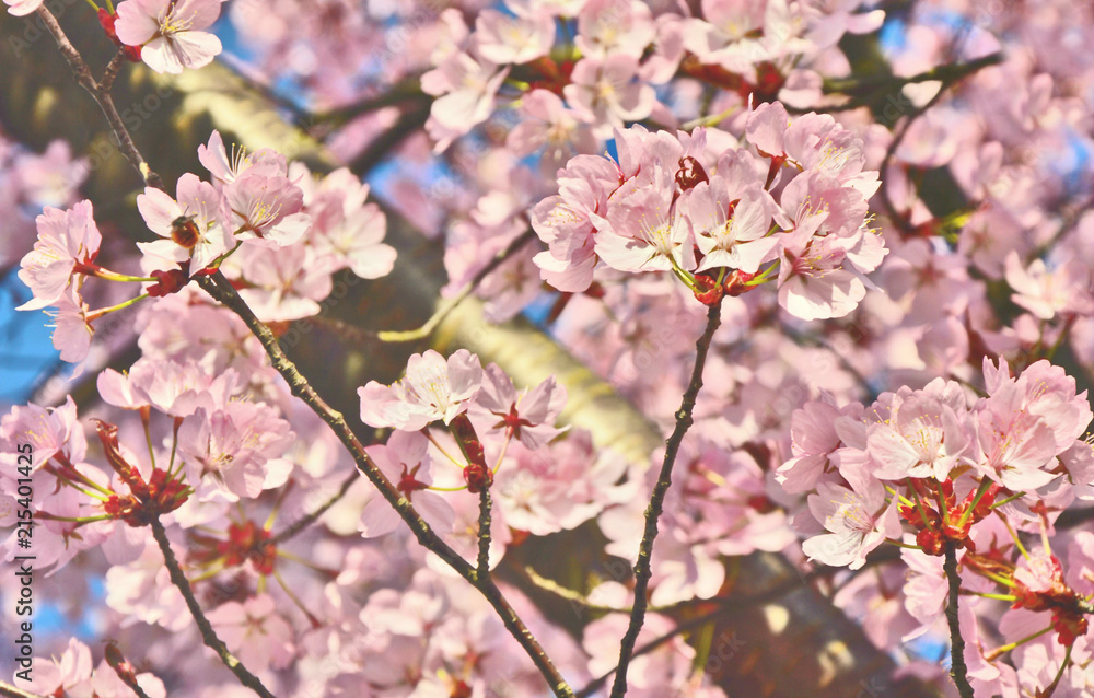 Cherry blossom with blue sky and lens flare.