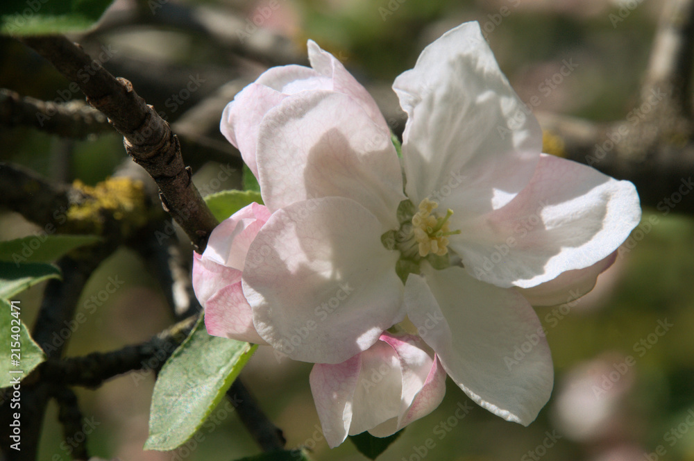Apple Blossom in the Swiss village of Berschis Apple Blossom in the Swiss village of Berschis