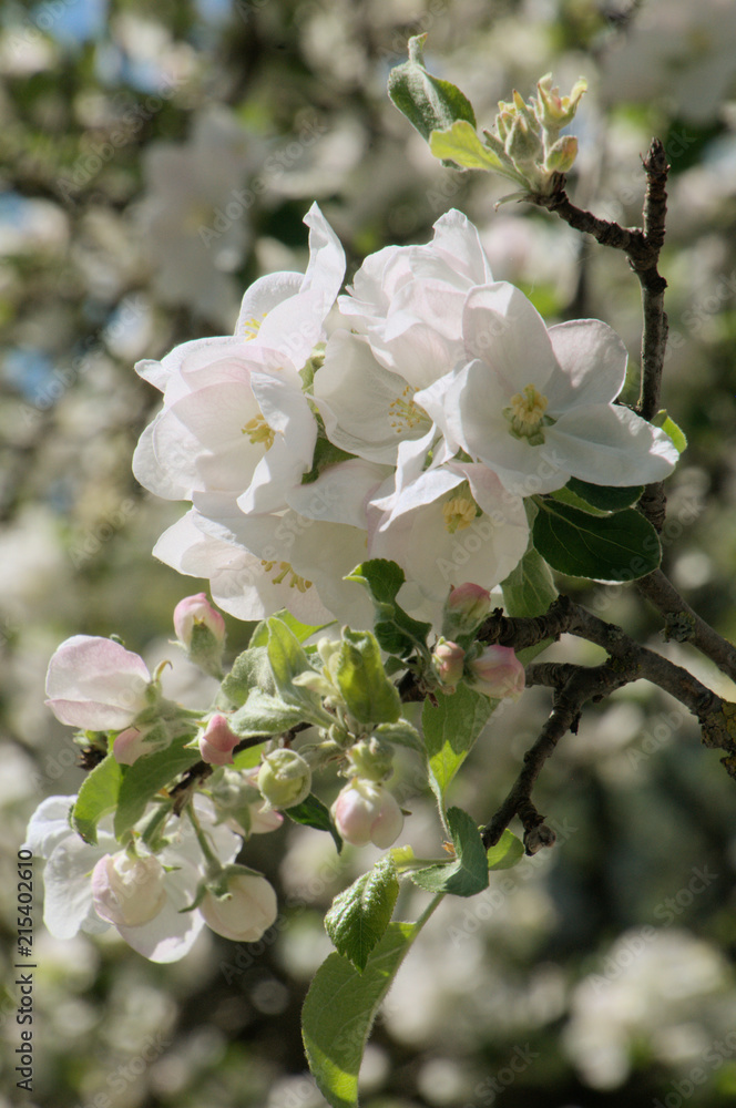 Apple blossom in the Swiss village of Berschis Apple blossom in the Swiss village of Berschis