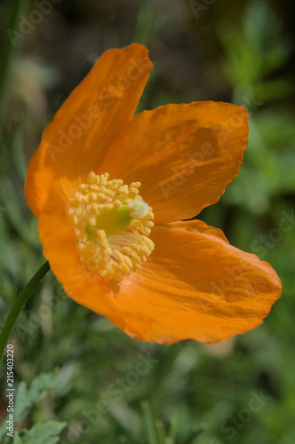 Californian Poppy in Swiss cottage garden  Walenstadt