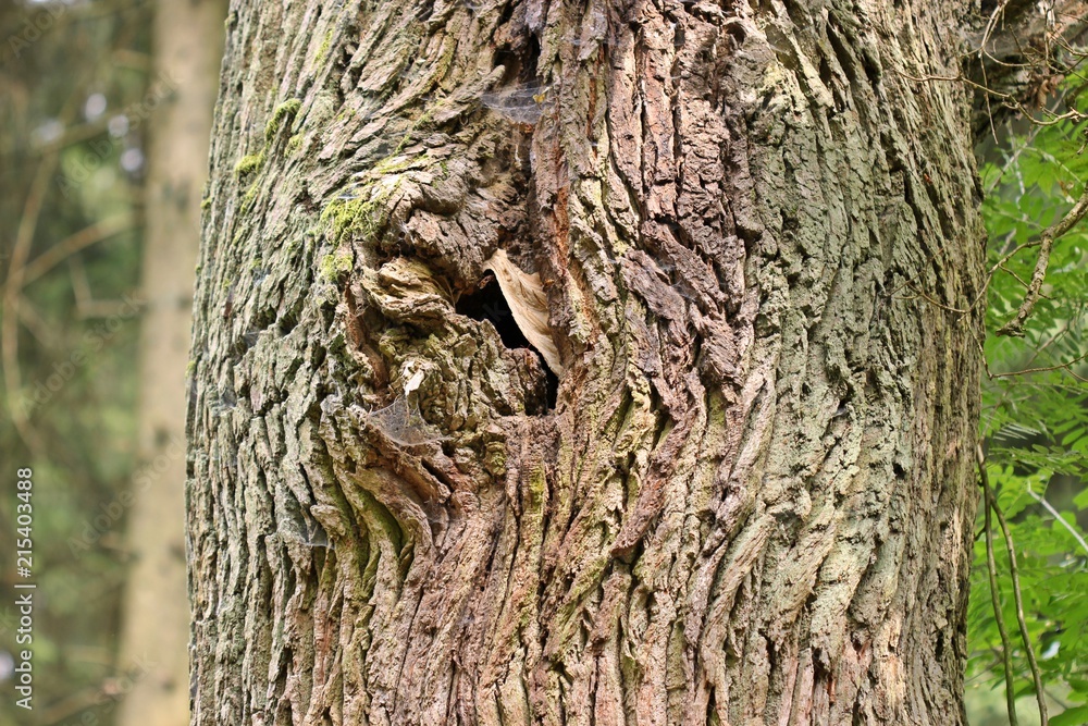 Obraz premium Hornissennest in hohler alter Eiche 