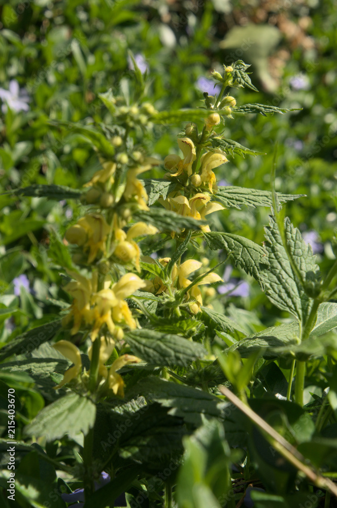 Fototapeta premium Lamium galeobdolon; Yellow Archangel in Swiss cottage garden