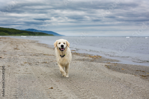 Portrait of funny and cute golden retriever dog running on the beach