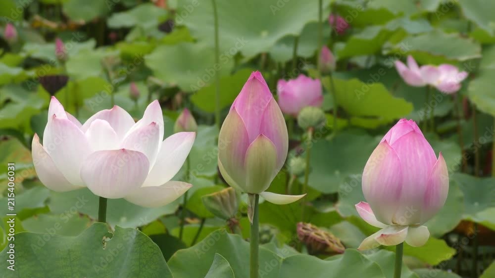 公園のハスの花