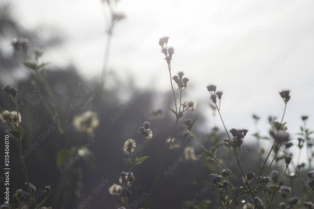 Fototapeta premium close up meadows morning