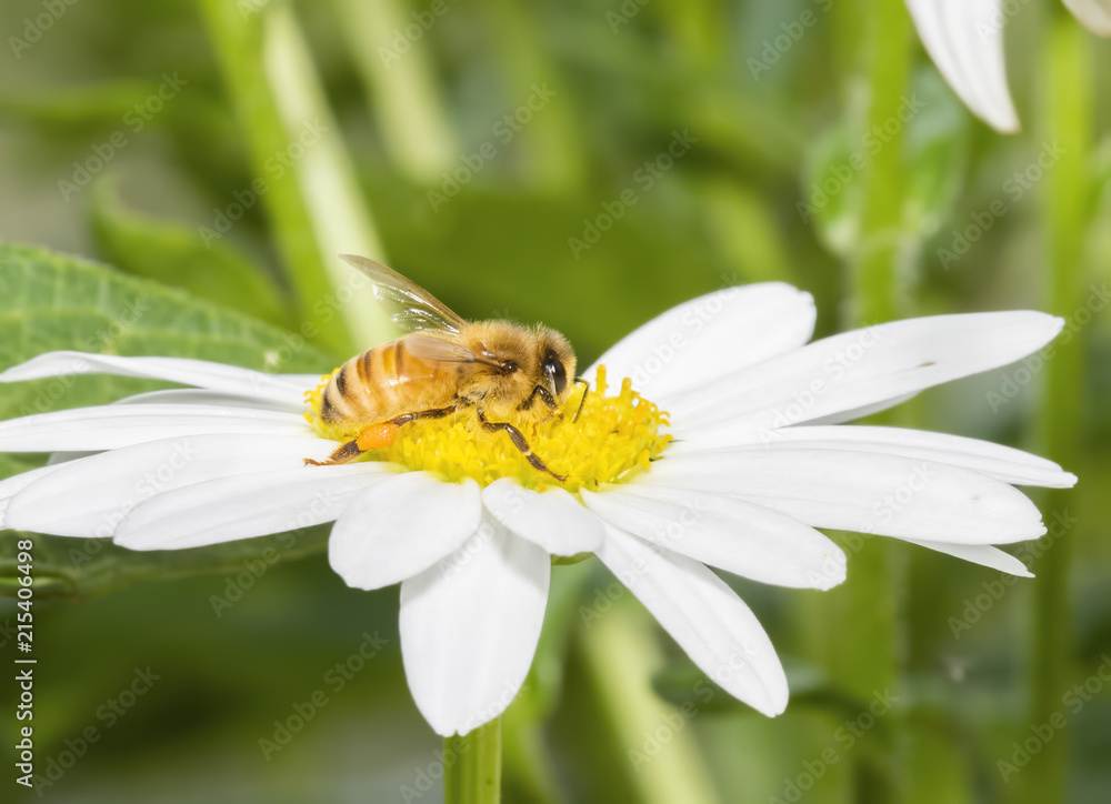 Macro of a Worker Honeybee (Apis mellifera) Collecting Pollen from a Daisy Macro of a Worker Honeybee (Apis mellifera) Collecting Pollen from a Daisy