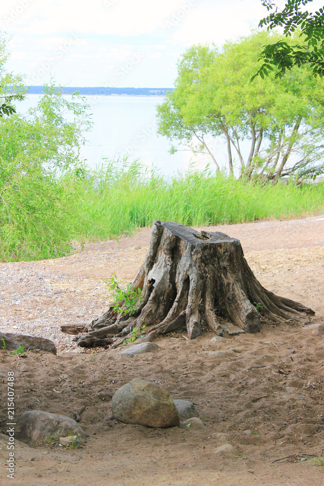 Stump on Sandy Beach with Green Trees and Lake Shore on Background. Scenic Landscape of Empty Sandy Beach, Travel Destination for Relaxing Holidays on Summer Season