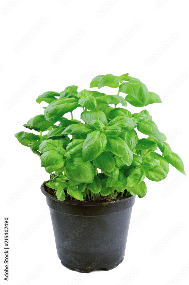 Sweet basil in pot on white background..Growing Basil in your herb garden. Sweet basil in pot on white background..Growing Basil in your herb garden.