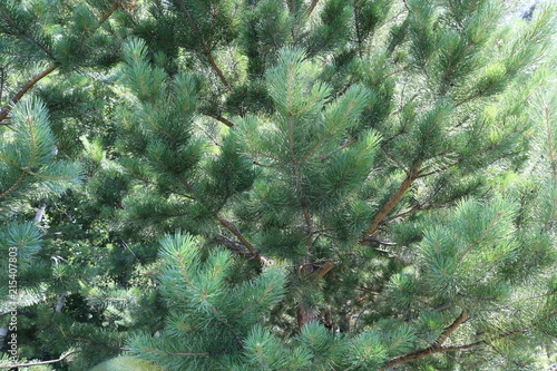 Pine forest. Young pine trees in a pine forest.