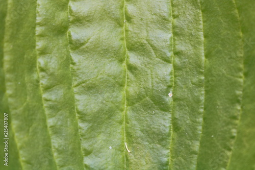 Fotografija Leaf of plantain. Green leaf plantain with great approximation.