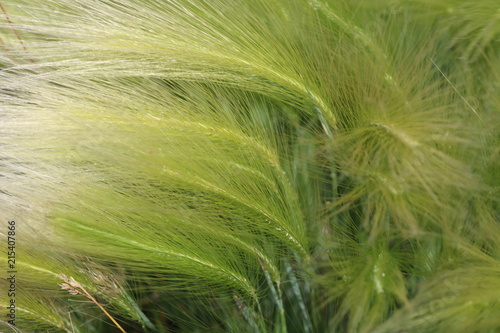Green steppe feather grass in the initial stage of flowering.