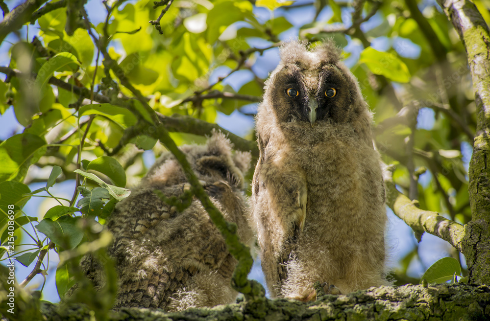 Fototapeta premium Close up of young long eared owl (Asio otus) sitting and sleeping on dense branch deep in crown of European common pear tree. Wildlife tranquil portrait scene of bird in nature habitat background.